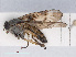  ( - RMNH.INS.543657)  @14 [ ] CreativeCommons - Attribution Non-Commercial Share-Alike (2013) Unspecified Naturalis Biodiversity Center