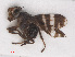  ( - RMNH.INS.543660)  @11 [ ] CreativeCommons - Attribution Non-Commercial Share-Alike (2013) Unspecified Naturalis Biodiversity Center