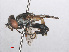  ( - RMNH.INS.543670)  @13 [ ] CreativeCommons - Attribution Non-Commercial Share-Alike (2013) Unspecified Naturalis Biodiversity Center
