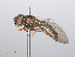  ( - RMNH.INS.543671)  @13 [ ] CreativeCommons - Attribution Non-Commercial Share-Alike (2013) Unspecified Naturalis Biodiversity Center