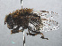  ( - RMNH.INS.543695)  @11 [ ] CreativeCommons - Attribution Non-Commercial Share-Alike (2013) Unspecified Naturalis Biodiversity Center