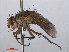  ( - RMNH.INS.543704)  @12 [ ] CreativeCommons - Attribution Non-Commercial Share-Alike (2013) Unspecified Naturalis Biodiversity Center
