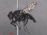  ( - RMNH.INS.544715)  @14 [ ] CreativeCommons - Attribution Non-Commercial Share-Alike (2013) Unspecified Naturalis Biodiversity Center