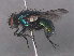 ( - RMNH.INS.544720)  @12 [ ] CreativeCommons - Attribution Non-Commercial Share-Alike (2013) Unspecified Naturalis Biodiversity Center