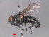  ( - RMNH.INS.544723)  @12 [ ] CreativeCommons - Attribution Non-Commercial Share-Alike (2013) Unspecified Naturalis Biodiversity Center