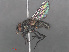  ( - RMNH.INS.544735)  @11 [ ] CreativeCommons - Attribution Non-Commercial Share-Alike (2013) Unspecified Naturalis Biodiversity Center