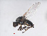  ( - RMNH.INS.544744)  @12 [ ] CreativeCommons - Attribution Non-Commercial Share-Alike (2013) Unspecified Naturalis Biodiversity Center