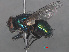  ( - RMNH.INS.544746)  @13 [ ] CreativeCommons - Attribution Non-Commercial Share-Alike (2013) Unspecified Naturalis Biodiversity Center