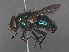  ( - RMNH.INS.544751)  @14 [ ] CreativeCommons - Attribution Non-Commercial Share-Alike (2013) Unspecified Naturalis Biodiversity Center