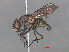  ( - RMNH.INS.544755)  @11 [ ] CreativeCommons - Attribution Non-Commercial Share-Alike (2013) Unspecified Naturalis Biodiversity Center