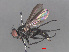  ( - RMNH.INS.544758)  @11 [ ] CreativeCommons - Attribution Non-Commercial Share-Alike (2013) Unspecified Naturalis Biodiversity Center