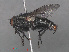  ( - RMNH.INS.544766)  @11 [ ] CreativeCommons - Attribution Non-Commercial Share-Alike (2013) Unspecified Naturalis Biodiversity Center