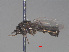  ( - RMNH.INS.544767)  @12 [ ] CreativeCommons - Attribution Non-Commercial Share-Alike (2013) Unspecified Naturalis Biodiversity Center