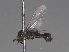  ( - RMNH.INS.544768)  @12 [ ] CreativeCommons - Attribution Non-Commercial Share-Alike (2013) Unspecified Naturalis Biodiversity Center