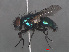  ( - RMNH.INS.544779)  @13 [ ] CreativeCommons - Attribution Non-Commercial Share-Alike (2013) Unspecified Naturalis Biodiversity Center