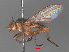  ( - RMNH.INS.544793)  @11 [ ] CreativeCommons - Attribution Non-Commercial Share-Alike (2013) Unspecified Naturalis Biodiversity Center