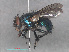  ( - RMNH.INS.544796)  @11 [ ] CreativeCommons - Attribution Non-Commercial Share-Alike (2013) Unspecified Naturalis Biodiversity Center