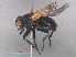  ( - RMNH.INS.544798)  @12 [ ] CreativeCommons - Attribution Non-Commercial Share-Alike (2013) Unspecified Naturalis Biodiversity Center