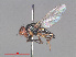  ( - RMNH.INS.544800)  @11 [ ] CreativeCommons - Attribution Non-Commercial Share-Alike (2013) Unspecified Naturalis Biodiversity Center