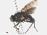  ( - RMNH.INS.545819)  @12 [ ] CreativeCommons - Attribution Non-Commercial Share-Alike (2013) Unspecified Naturalis Biodiversity Center