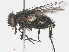  ( - RMNH.INS.545842)  @11 [ ] CreativeCommons - Attribution Non-Commercial Share-Alike (2013) Unspecified Naturalis Biodiversity Center