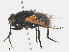  ( - RMNH.INS.545845)  @12 [ ] CreativeCommons - Attribution Non-Commercial Share-Alike (2013) Unspecified Naturalis Biodiversity Center