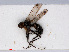  ( - RMNH.INS.546534)  @13 [ ] CreativeCommons - Attribution Non-Commercial Share-Alike (2013) Unspecified Naturalis Biodiversity Center