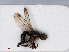  ( - RMNH.INS.546535)  @13 [ ] CreativeCommons - Attribution Non-Commercial Share-Alike (2013) Unspecified Naturalis Biodiversity Center