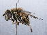  ( - RMNH.INS.546546)  @13 [ ] CreativeCommons - Attribution Non-Commercial Share-Alike (2013) Unspecified Naturalis Biodiversity Center