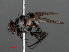  ( - RMNH.INS.546583)  @13 [ ] CreativeCommons - Attribution Non-Commercial Share-Alike (2013) Unspecified Naturalis Biodiversity Center