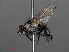  ( - RMNH.INS.546584)  @13 [ ] CreativeCommons - Attribution Non-Commercial Share-Alike (2013) Unspecified Naturalis Biodiversity Center