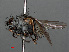  ( - RMNH.INS.546588)  @13 [ ] CreativeCommons - Attribution Non-Commercial Share-Alike (2013) Unspecified Naturalis Biodiversity Center