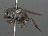  ( - RMNH.INS.546589)  @13 [ ] CreativeCommons - Attribution Non-Commercial Share-Alike (2013) Unspecified Naturalis Biodiversity Center