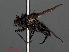  ( - RMNH.INS.546604)  @11 [ ] CreativeCommons - Attribution Non-Commercial Share-Alike (2013) Unspecified Naturalis Biodiversity Center