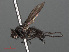  ( - RMNH.INS.546606)  @11 [ ] CreativeCommons - Attribution Non-Commercial Share-Alike (2013) Unspecified Naturalis Biodiversity Center