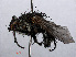  ( - RMNH.INS.546615)  @13 [ ] CreativeCommons - Attribution Non-Commercial Share-Alike (2013) Unspecified Naturalis Biodiversity Center