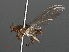  ( - RMNH.INS.546616)  @11 [ ] CreativeCommons - Attribution Non-Commercial Share-Alike (2013) Unspecified Naturalis Biodiversity Center