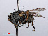  ( - RMNH.INS.546632)  @14 [ ] CreativeCommons - Attribution Non-Commercial Share-Alike (2013) Unspecified Naturalis Biodiversity Center
