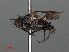  ( - RMNH.INS.546635)  @11 [ ] CreativeCommons - Attribution Non-Commercial Share-Alike (2013) Unspecified Naturalis Biodiversity Center