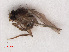  ( - RMNH.INS.546667)  @11 [ ] CreativeCommons - Attribution Non-Commercial Share-Alike (2013) Unspecified Naturalis Biodiversity Center