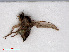  ( - RMNH.INS.546669)  @11 [ ] CreativeCommons - Attribution Non-Commercial Share-Alike (2013) Unspecified Naturalis Biodiversity Center