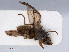  ( - RMNH.INS.546673)  @11 [ ] CreativeCommons - Attribution Non-Commercial Share-Alike (2013) Unspecified Naturalis Biodiversity Center
