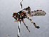  ( - RMNH.INS.547563)  @13 [ ] CreativeCommons - Attribution Non-Commercial Share-Alike (2013) Unspecified Naturalis Biodiversity Center