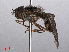  ( - RMNH.INS.547597)  @13 [ ] CreativeCommons - Attribution Non-Commercial Share-Alike (2013) Unspecified Naturalis Biodiversity Center