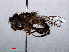  ( - RMNH.INS.547601)  @11 [ ] CreativeCommons - Attribution Non-Commercial Share-Alike (2013) Unspecified Naturalis Biodiversity Center