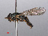  ( - RMNH.INS.547605)  @14 [ ] CreativeCommons - Attribution Non-Commercial Share-Alike (2013) Unspecified Naturalis Biodiversity Center
