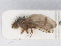  ( - RMNH.INS.547626)  @11 [ ] CreativeCommons - Attribution Non-Commercial Share-Alike (2013) Unspecified Naturalis Biodiversity Center