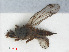  ( - RMNH.INS.547627)  @12 [ ] CreativeCommons - Attribution Non-Commercial Share-Alike (2013) Unspecified Naturalis Biodiversity Center