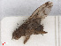  ( - RMNH.INS.547635)  @12 [ ] CreativeCommons - Attribution Non-Commercial Share-Alike (2013) Unspecified Naturalis Biodiversity Center
