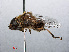  ( - RMNH.INS.547662)  @11 [ ] CreativeCommons - Attribution Non-Commercial Share-Alike (2013) Unspecified Naturalis Biodiversity Center